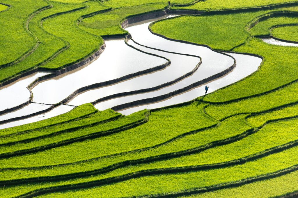 person standing in green grass terraces