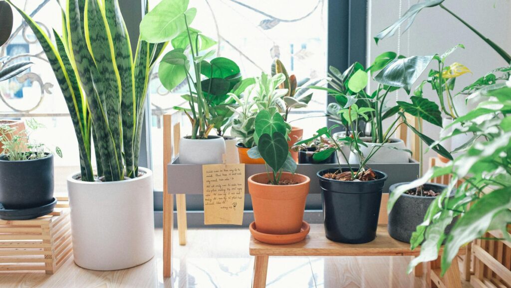 variety of green leaf plants with pots