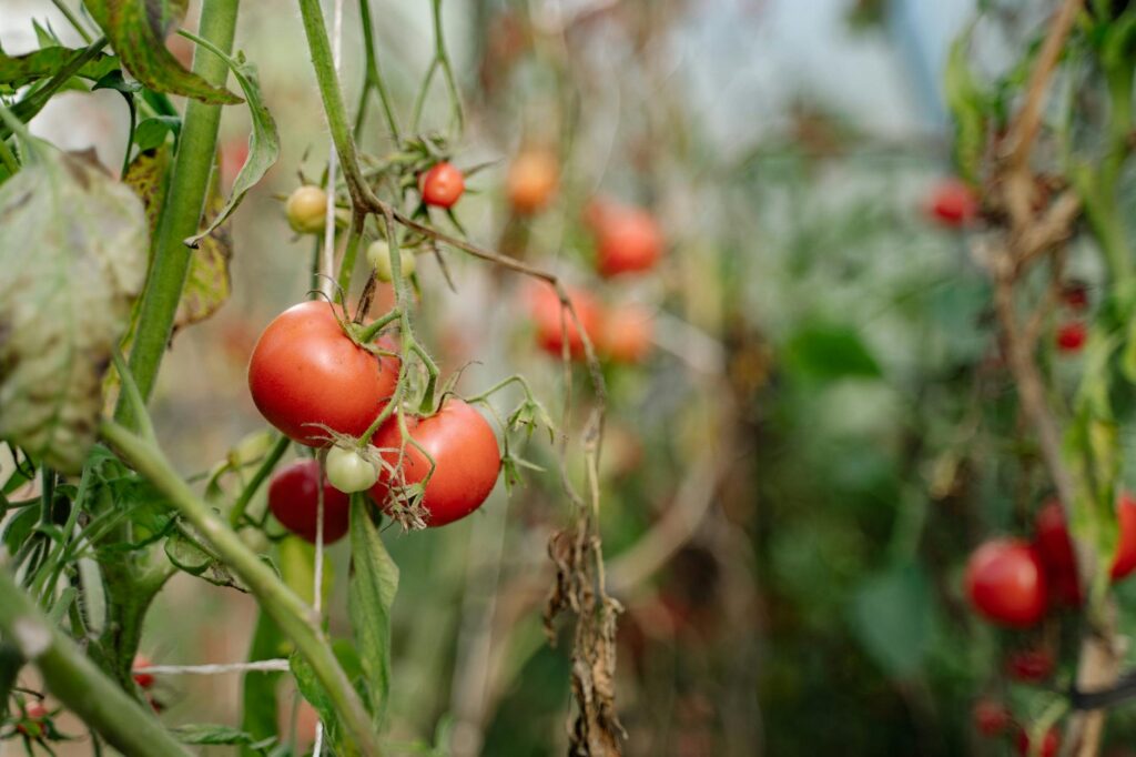 close up shot of ripe tomatoes