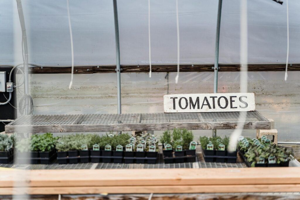 potted tomatoes growing in greenhouse