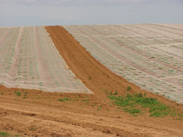 Vegetable field