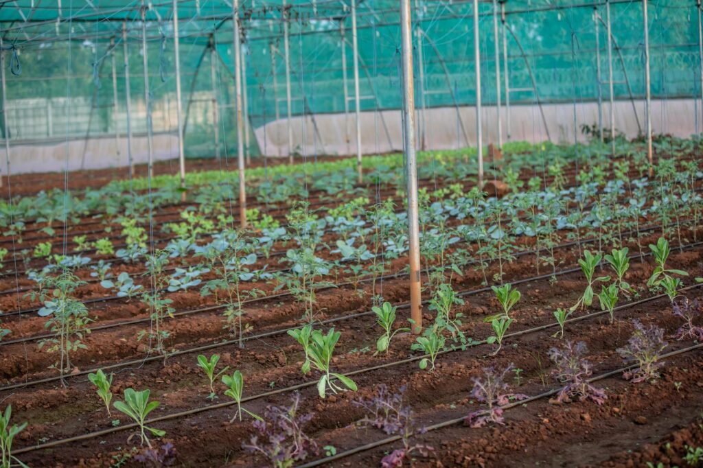 plants in greenhouse