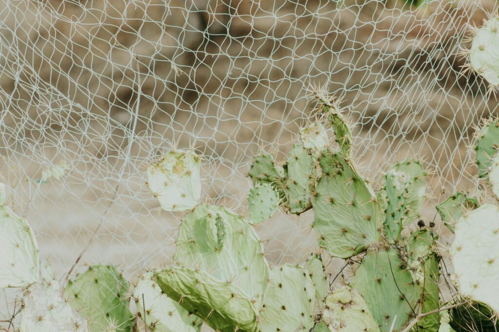 cactus under net