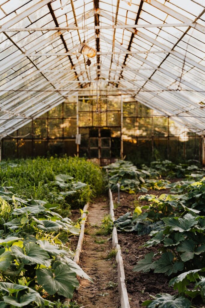 green plants inside a greenhouse