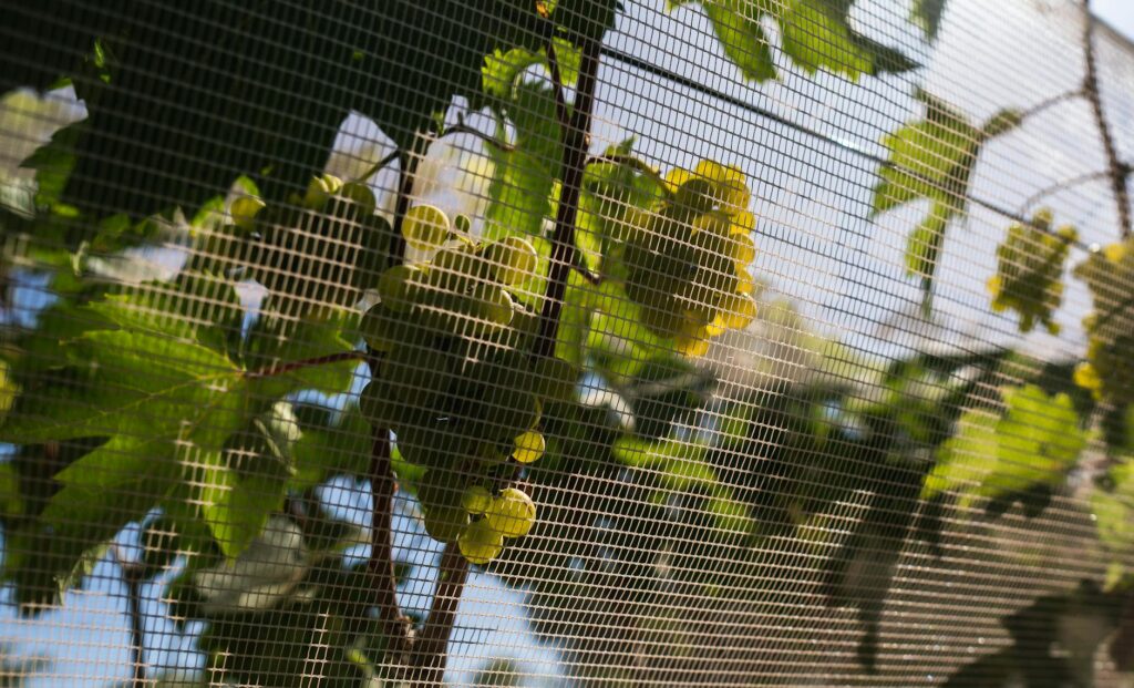 green tree branch on white net