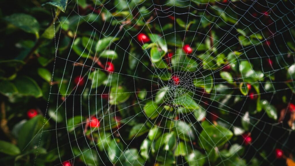 close up photo of spider web