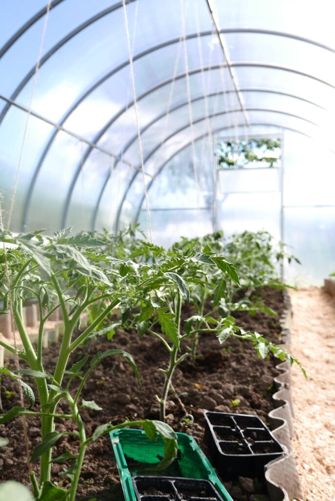 green plants inside greenhouse