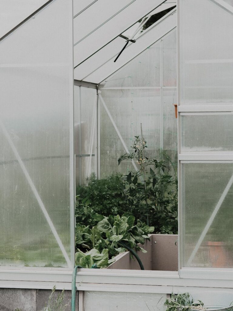 plants inside a greenhouse