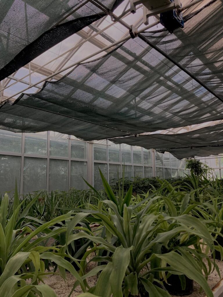 a green plants inside the greenhouse