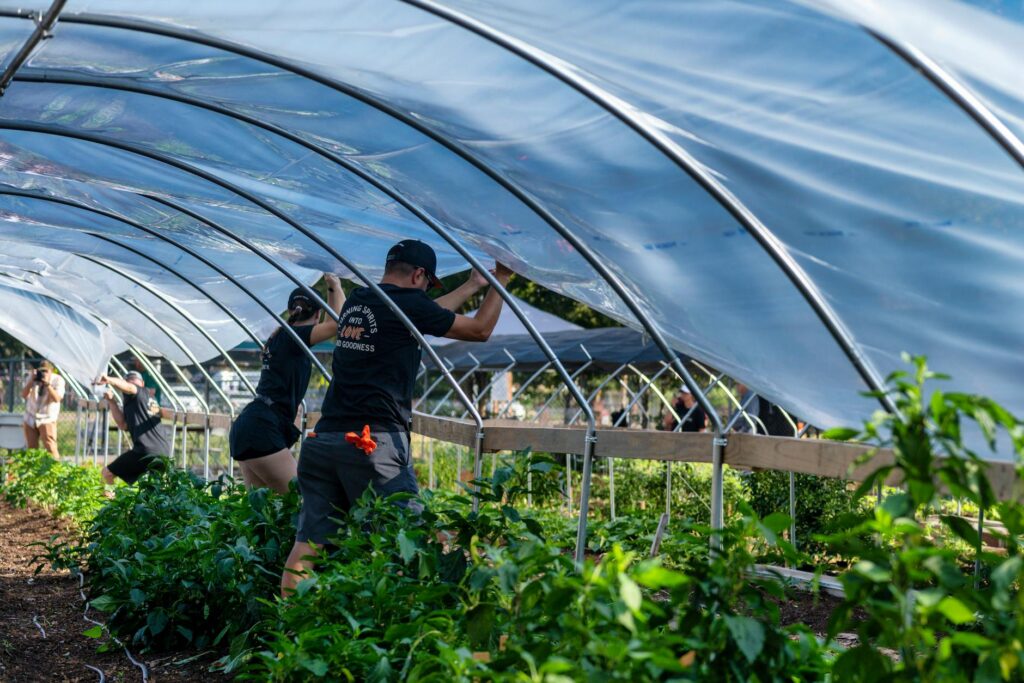farm workers setting up a tunnel at a farm