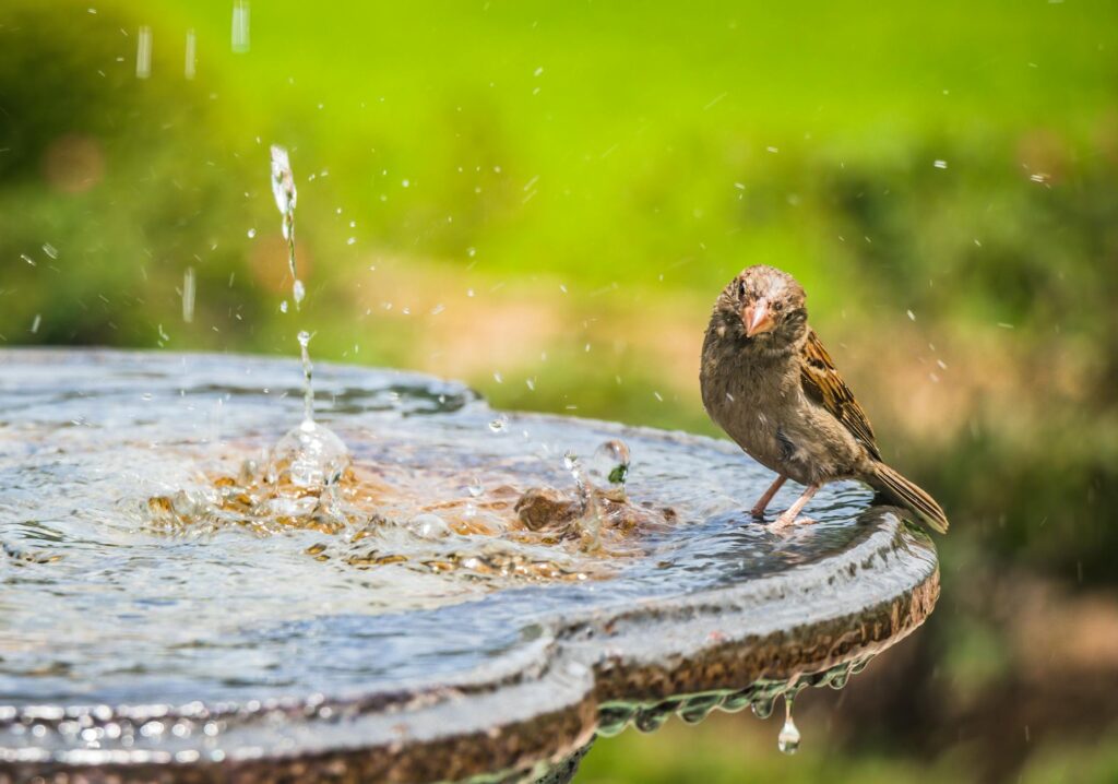 shallow focus photography of bird standing on bird bath