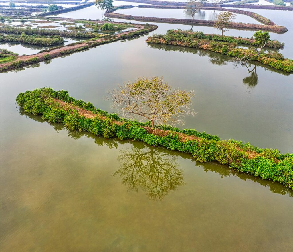 birds eye view of fishponds