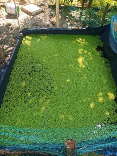 dam liners azolla