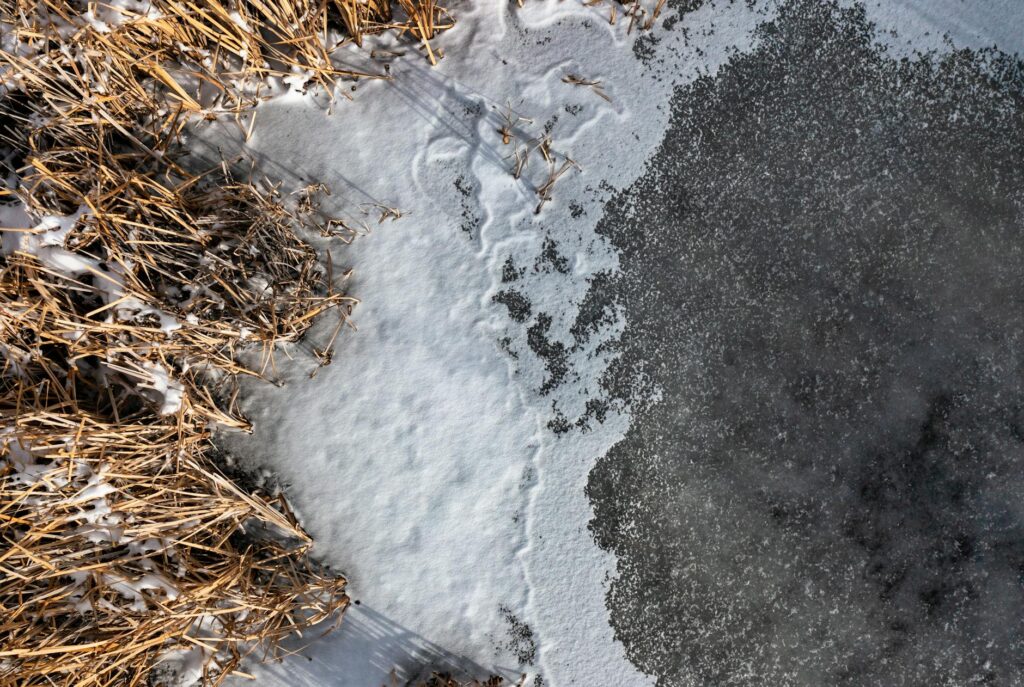 rushes and snow on frozen lakeshore